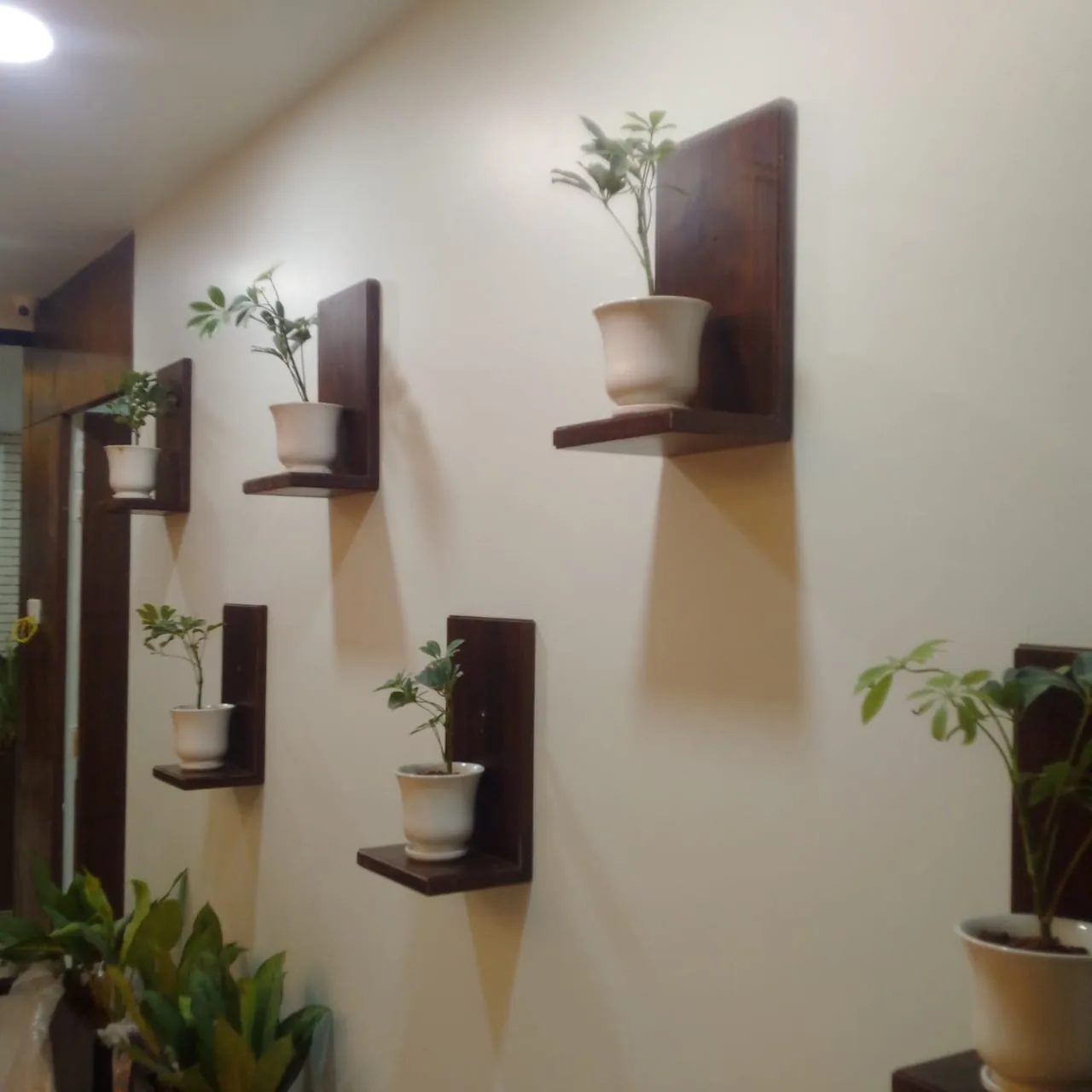 Small timber wall shelves each holding a potted plant, on a white wall
